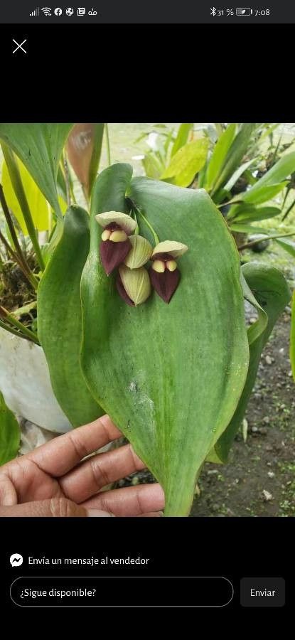 Pleurothallis teaguei flower