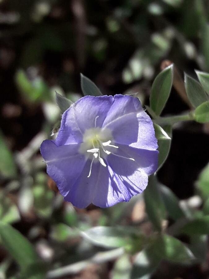 Evolvulus helianthemifolius flower