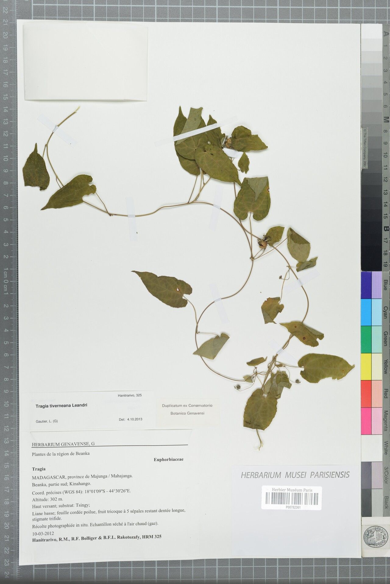 Tragia tiverneana — houseplant care guide