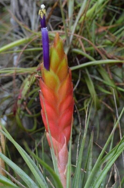 Tillandsia rhomboidea — houseplant care guide