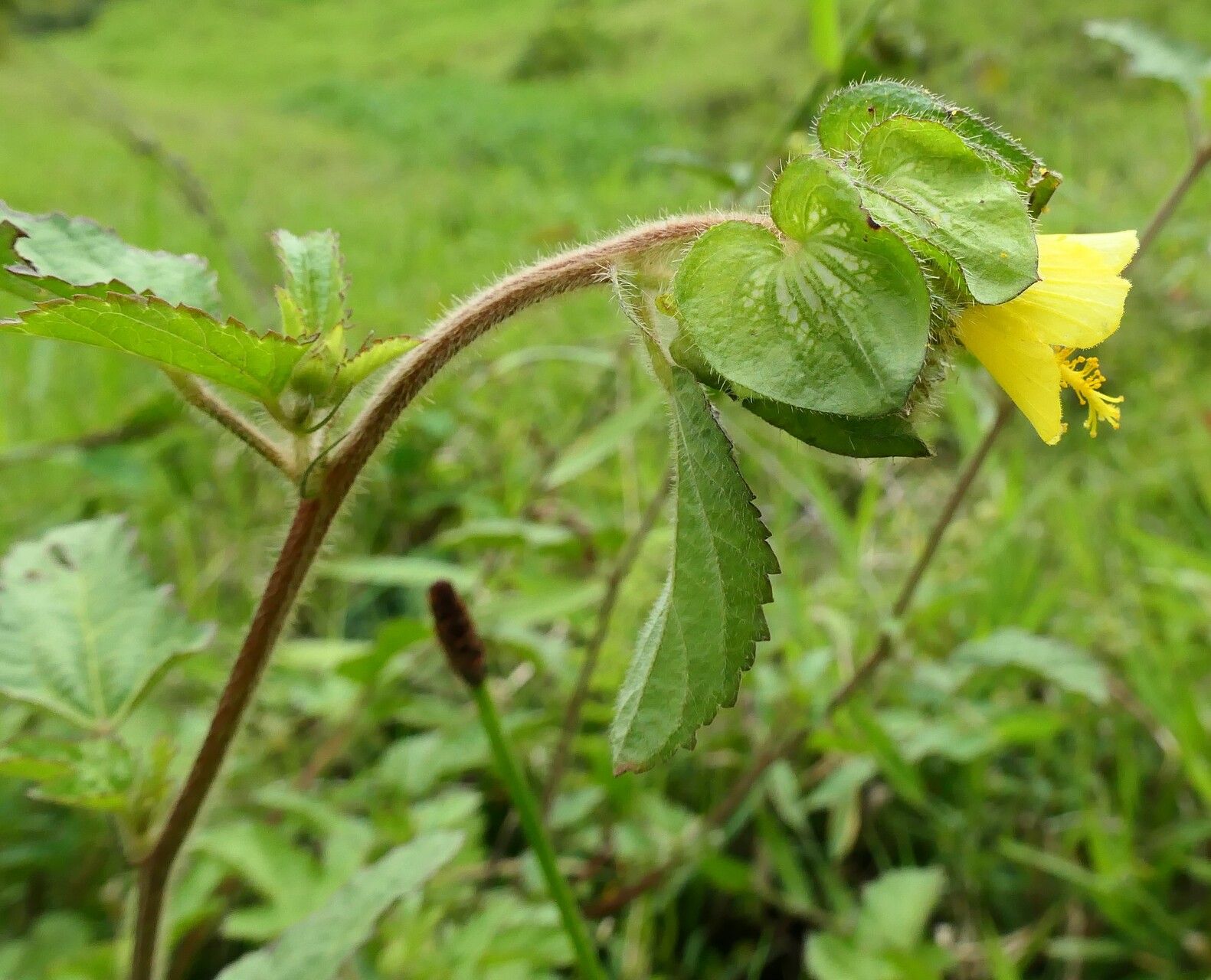 Malachra rudis flower