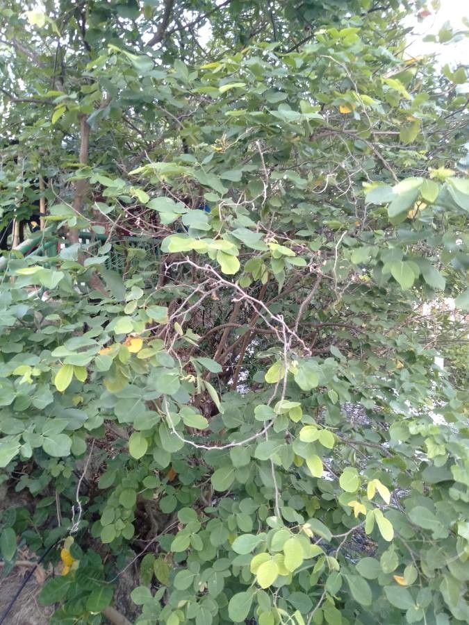 Derris trifoliata habit