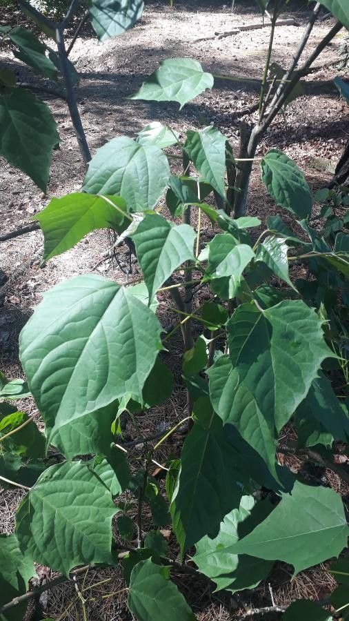 Catalpa fargesii leaf