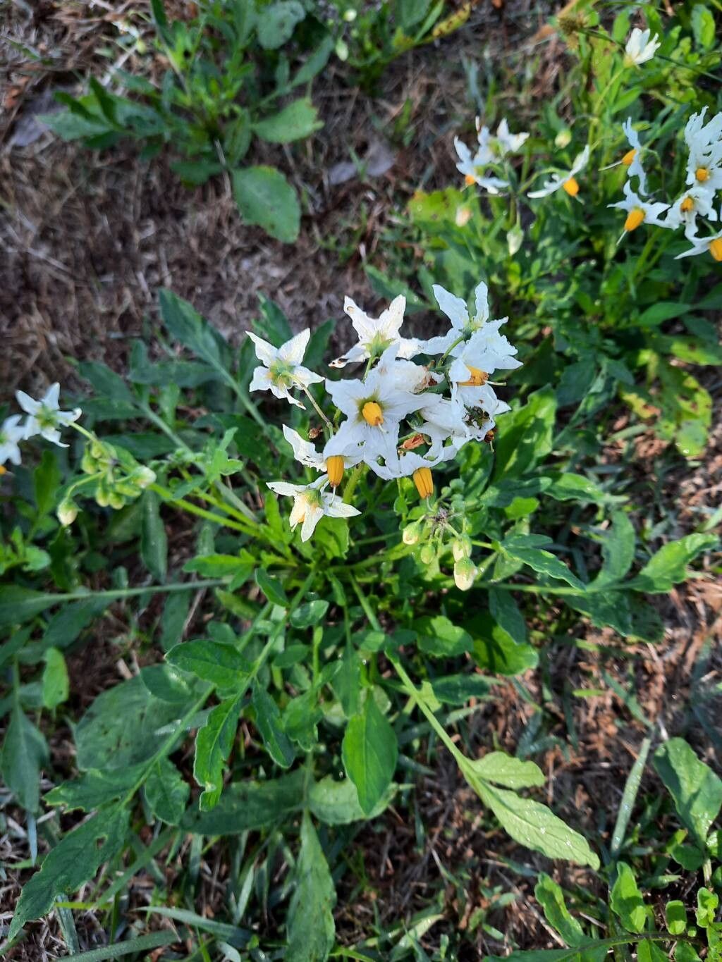 Solanum commersonii flower