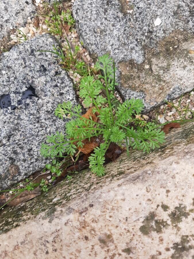 Cotula australis habit