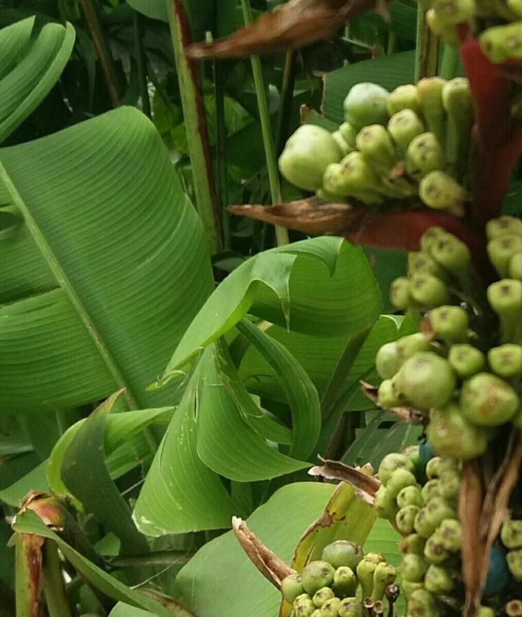 Heliconia stricta leaf