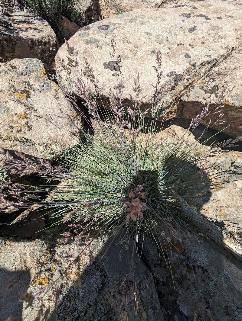 Poa fendleriana habit