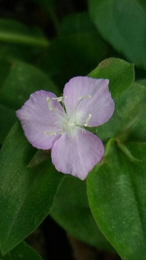 Tradescantia brevifolia flower