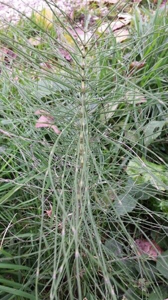 Equisetum x litorale — search result for 'Equisetum'