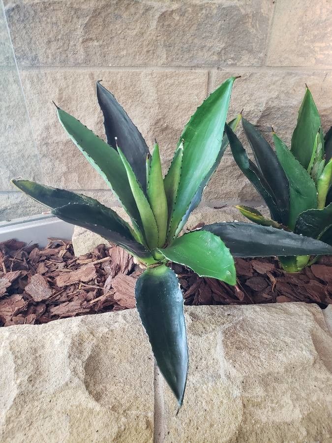 Agave asperrima habit