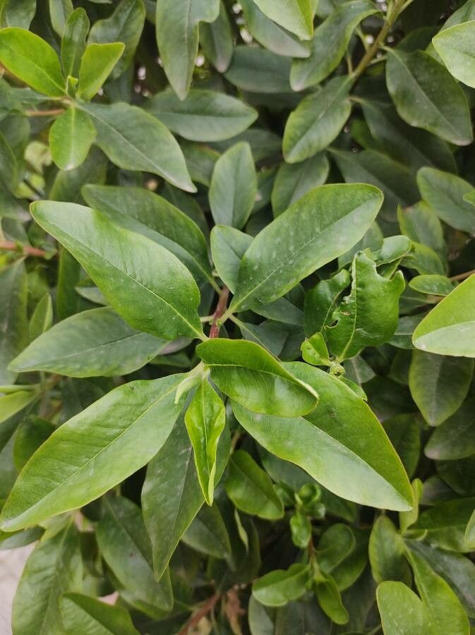 Escallonia paniculata — search result for 'Escallonia'