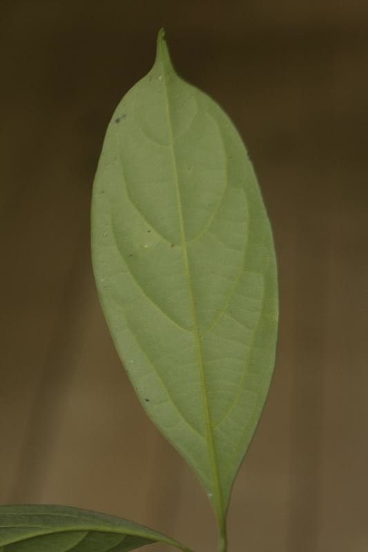 Licaria martiniana — houseplant care guide