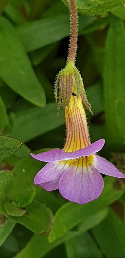 Gratiola linifolia — related species from the same genus