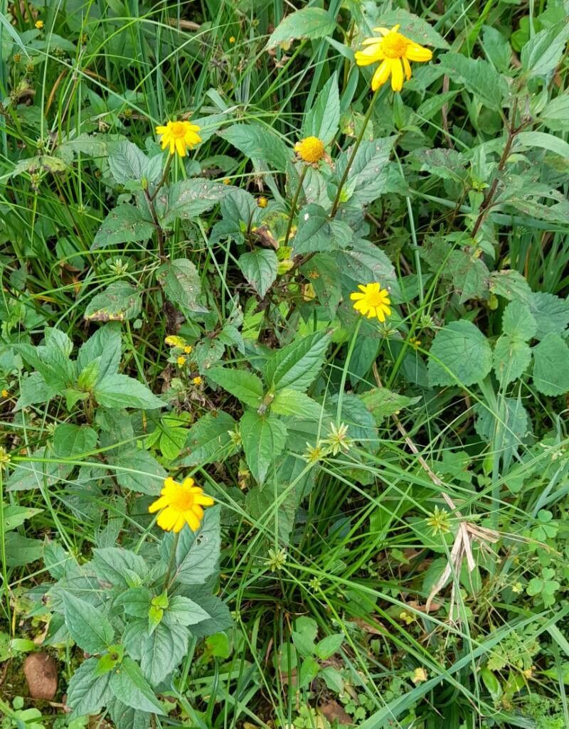 Heliopsis buphthalmoides habit