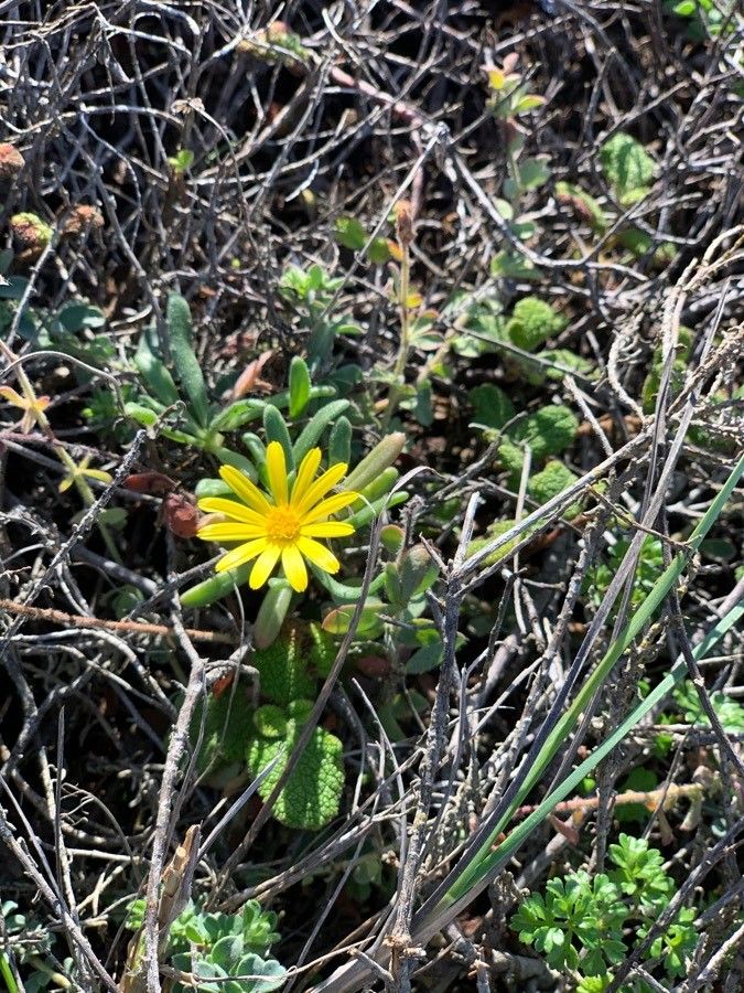 Senecio gerardi flower
