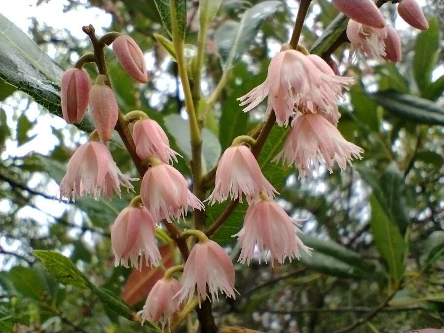 Elaeocarpus reticulatus flower