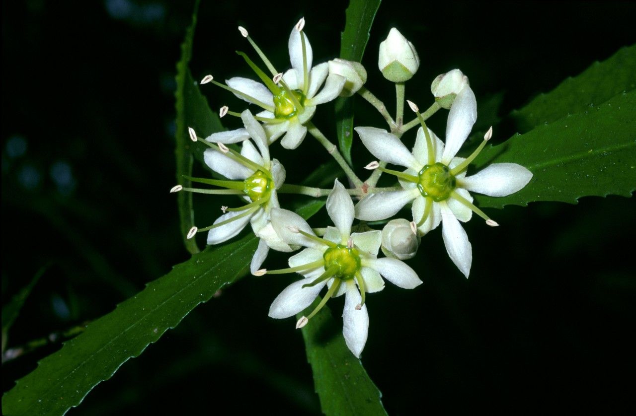 Ixerba brexioides flower