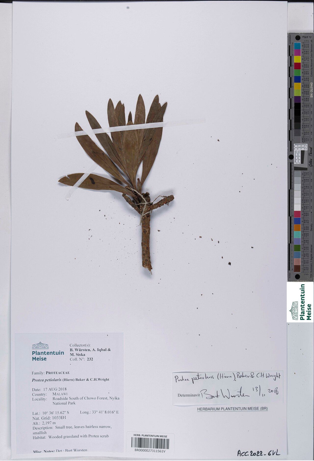 Protea petiolaris — search result for 'Protea'