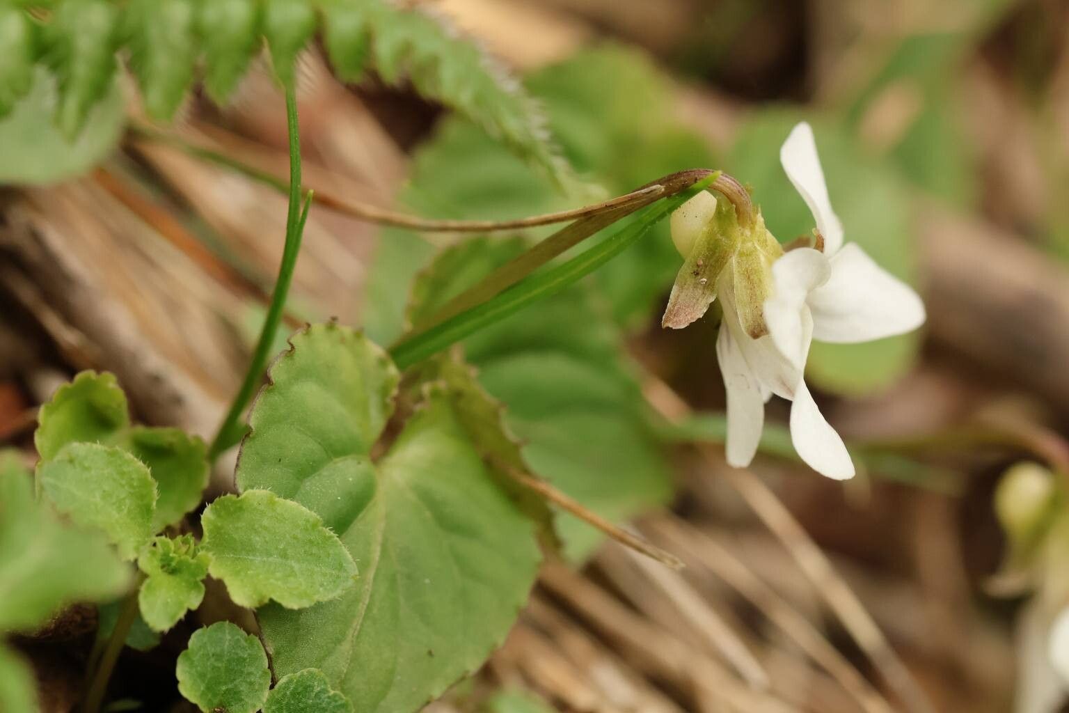 Viola shikokiana flower
