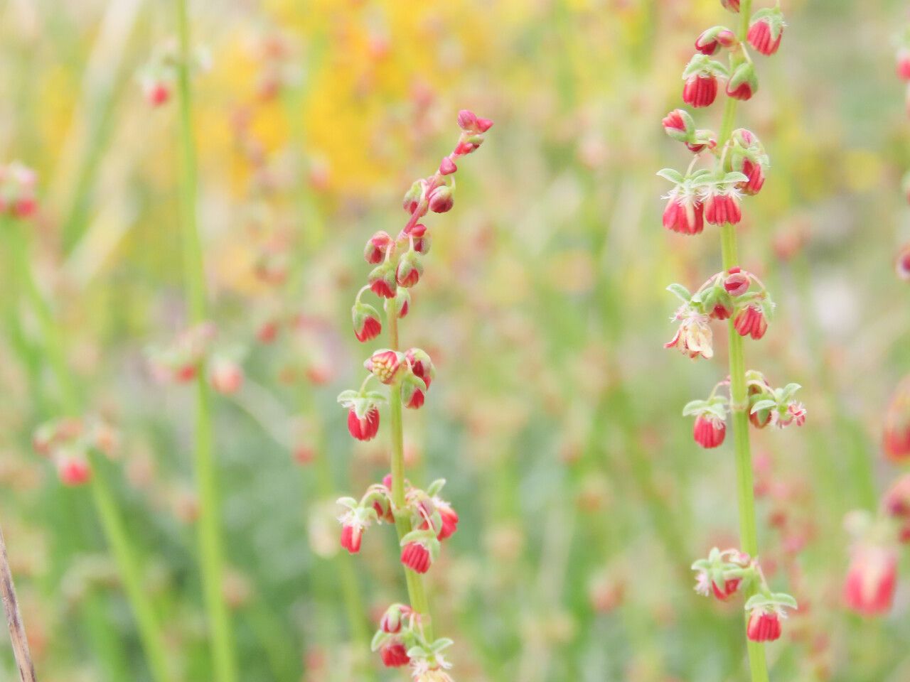 Rumex scutatus flower