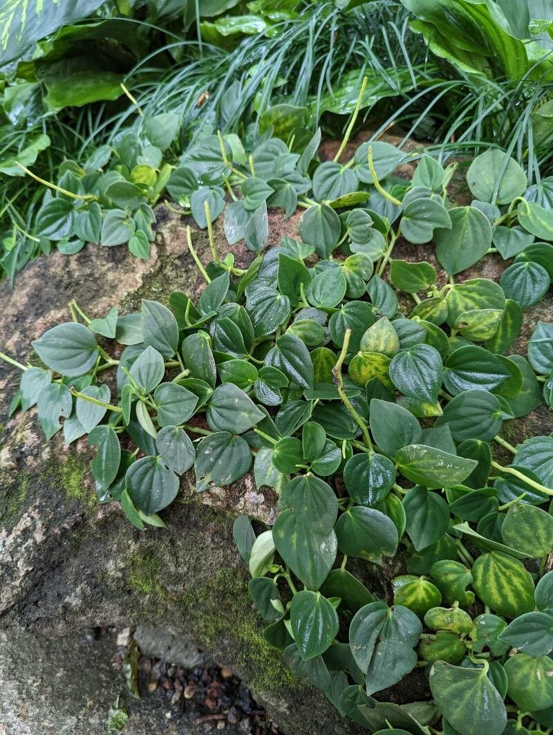 Peperomia velloziana habit