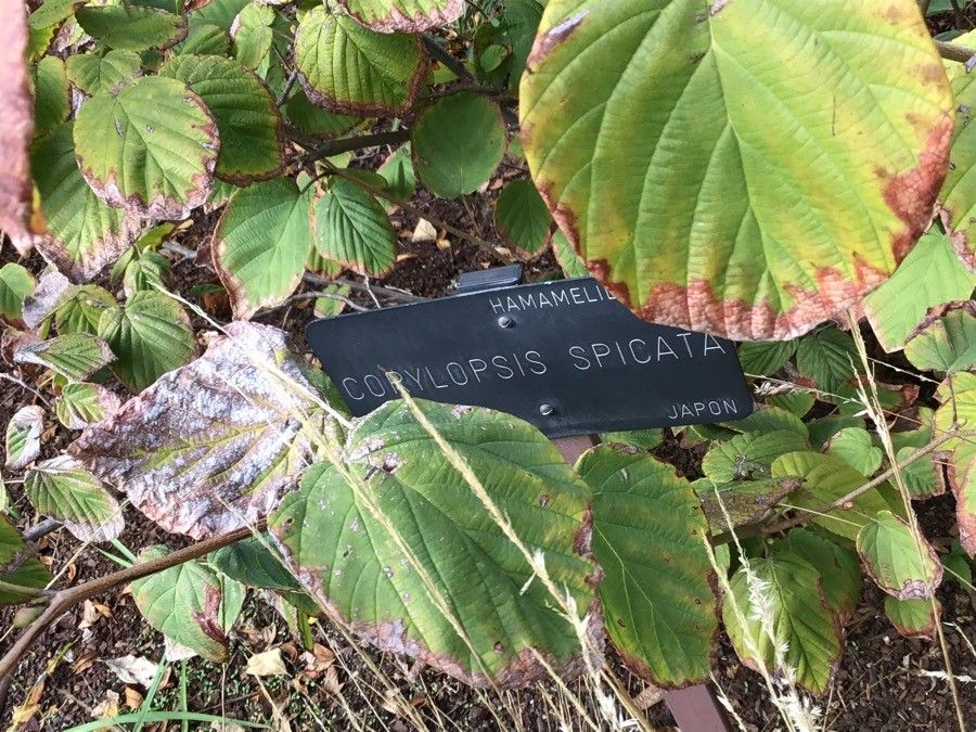 Corylopsis spicata — houseplant care guide