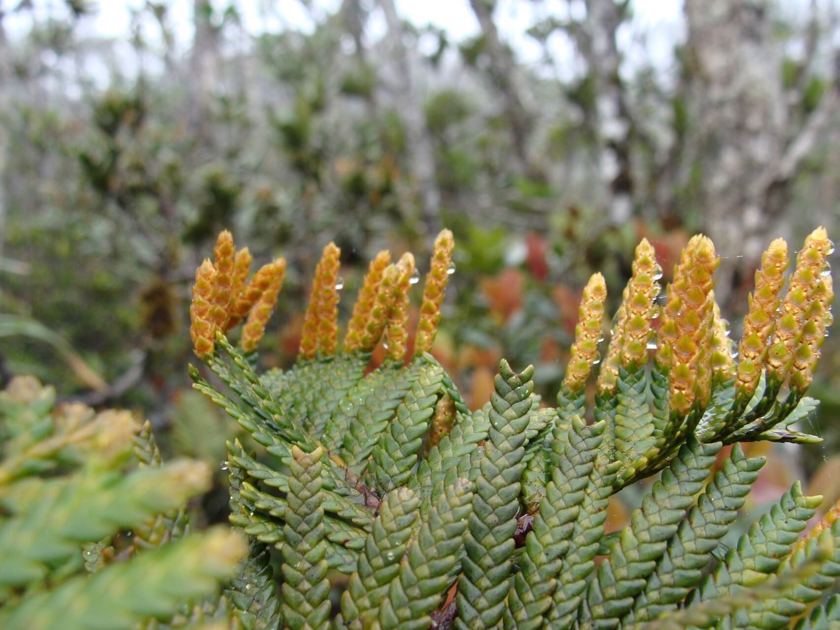 Libocedrus austrocaledonica flower