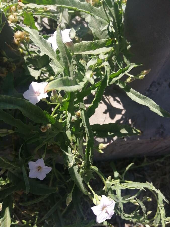 Convolvulus equitans — search result for 'Convolvulus'