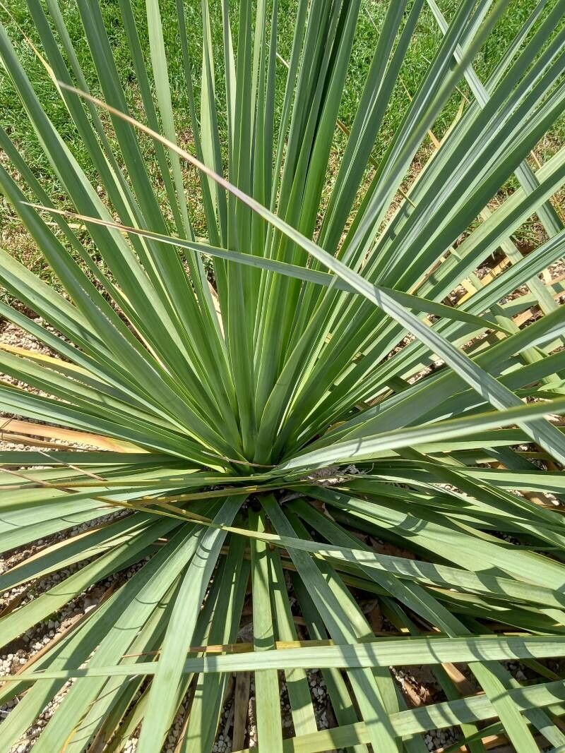 Nolina hibernica — houseplant care guide