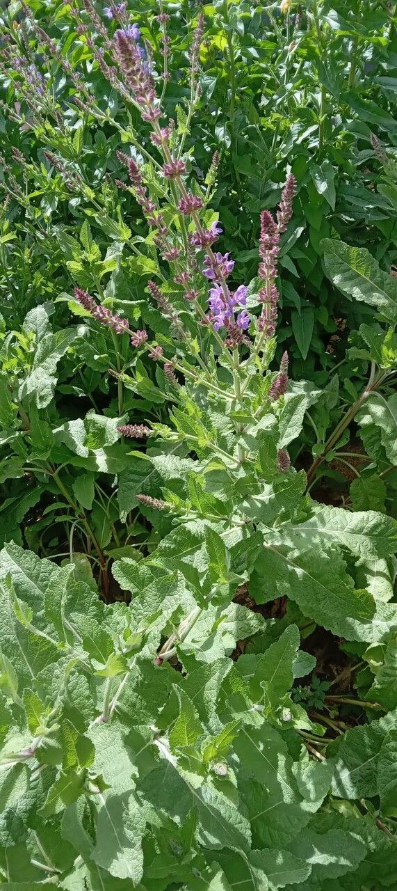 Salvia × digenea habit