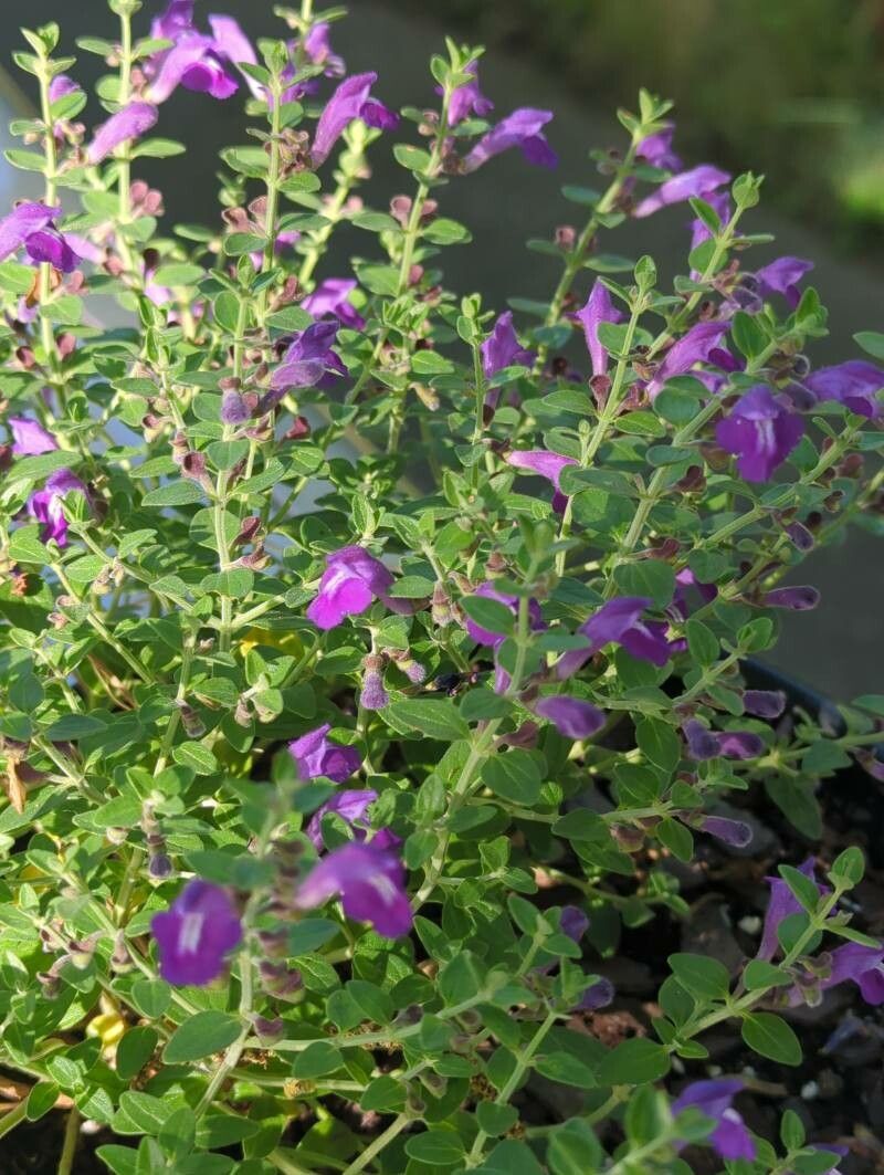 Scutellaria wrightii — houseplant care guide