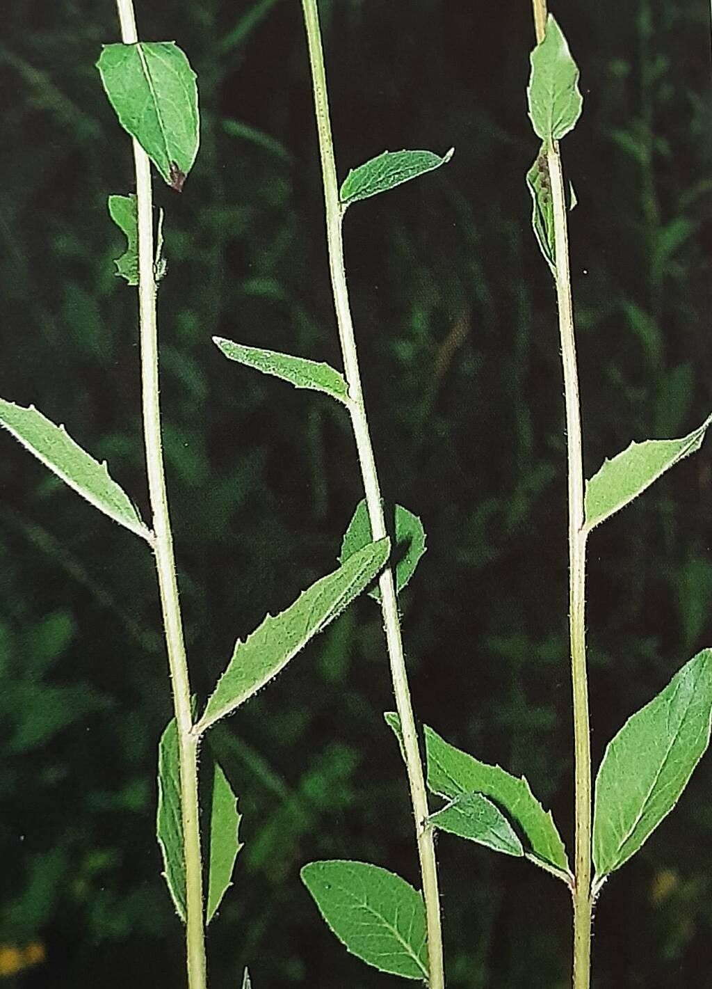 Hieracium flagelliferum — houseplant care guide