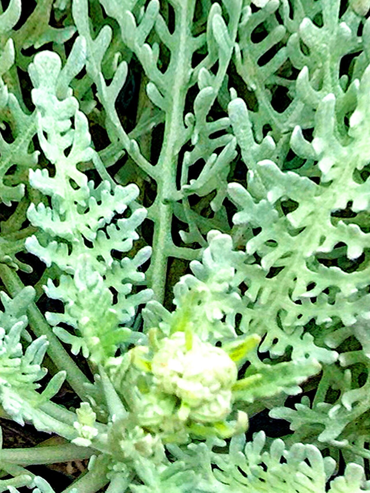 Constancea nevinii — houseplant care guide