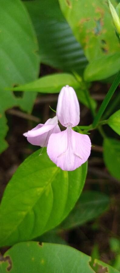 Peristrophe bivalvis flower