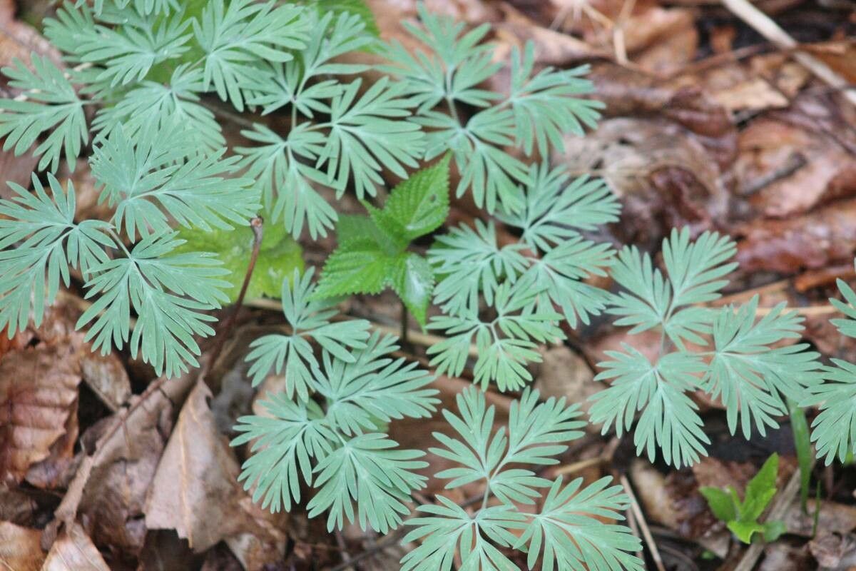 Dicentra canadensis leaf