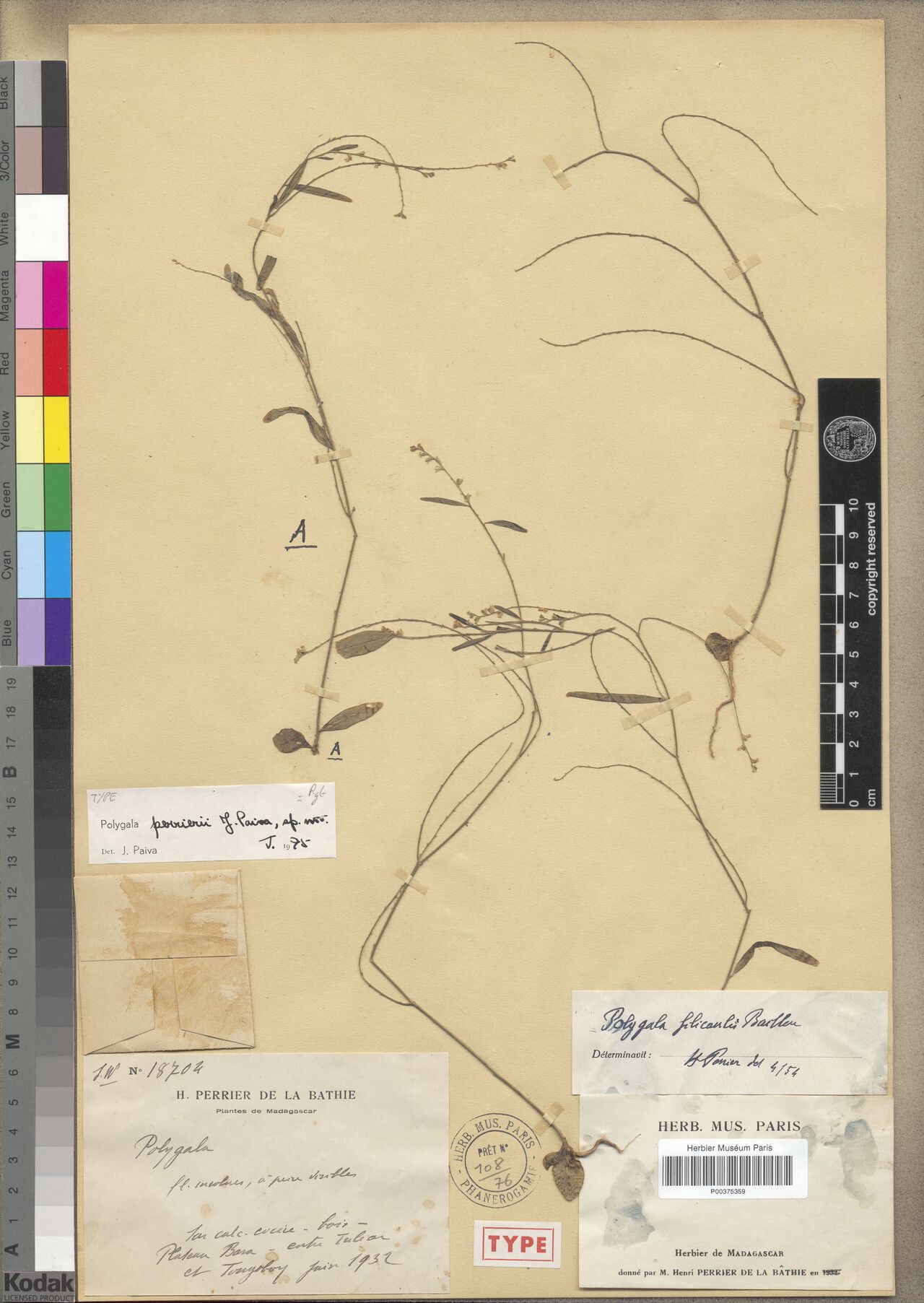 Polygala perrieri — houseplant care guide