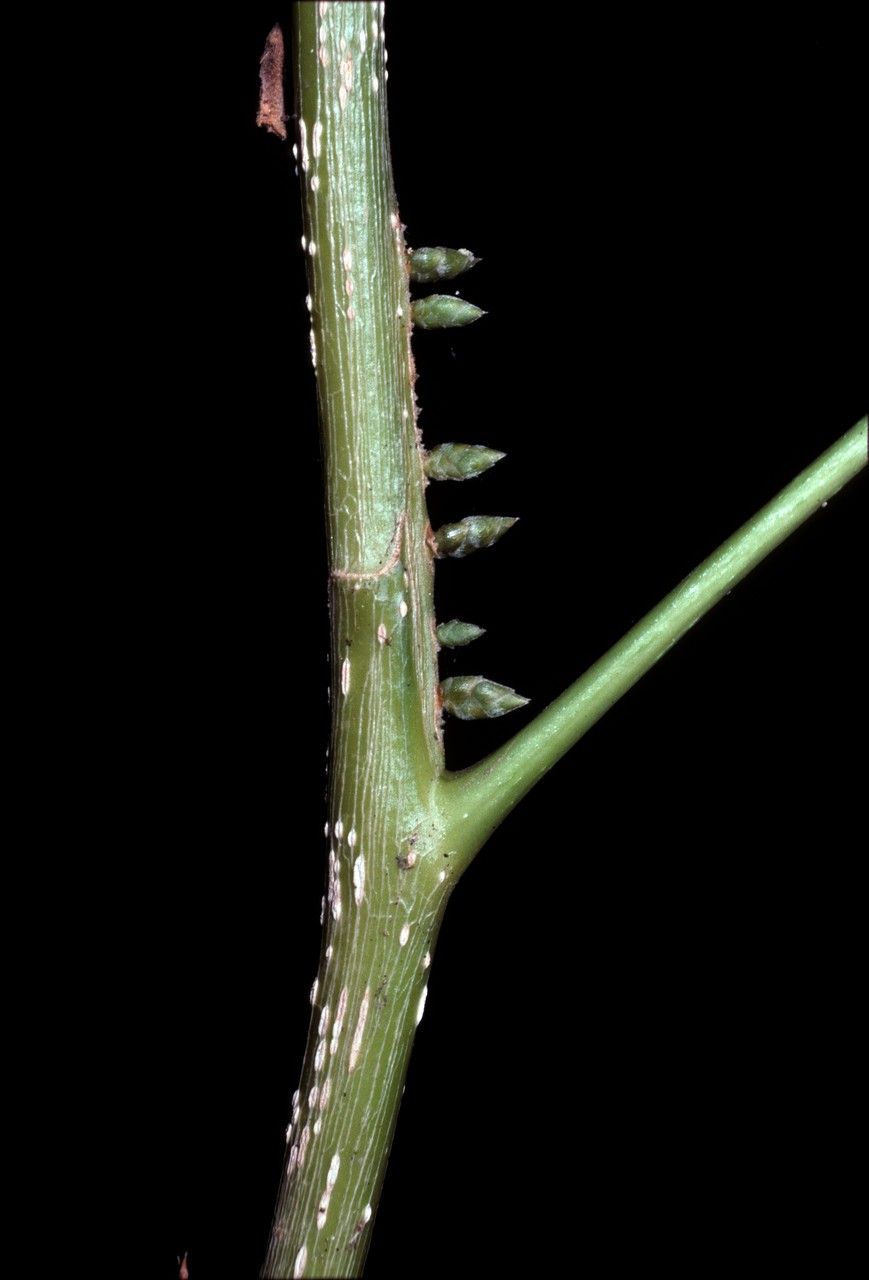 Agrostistachys indica bark