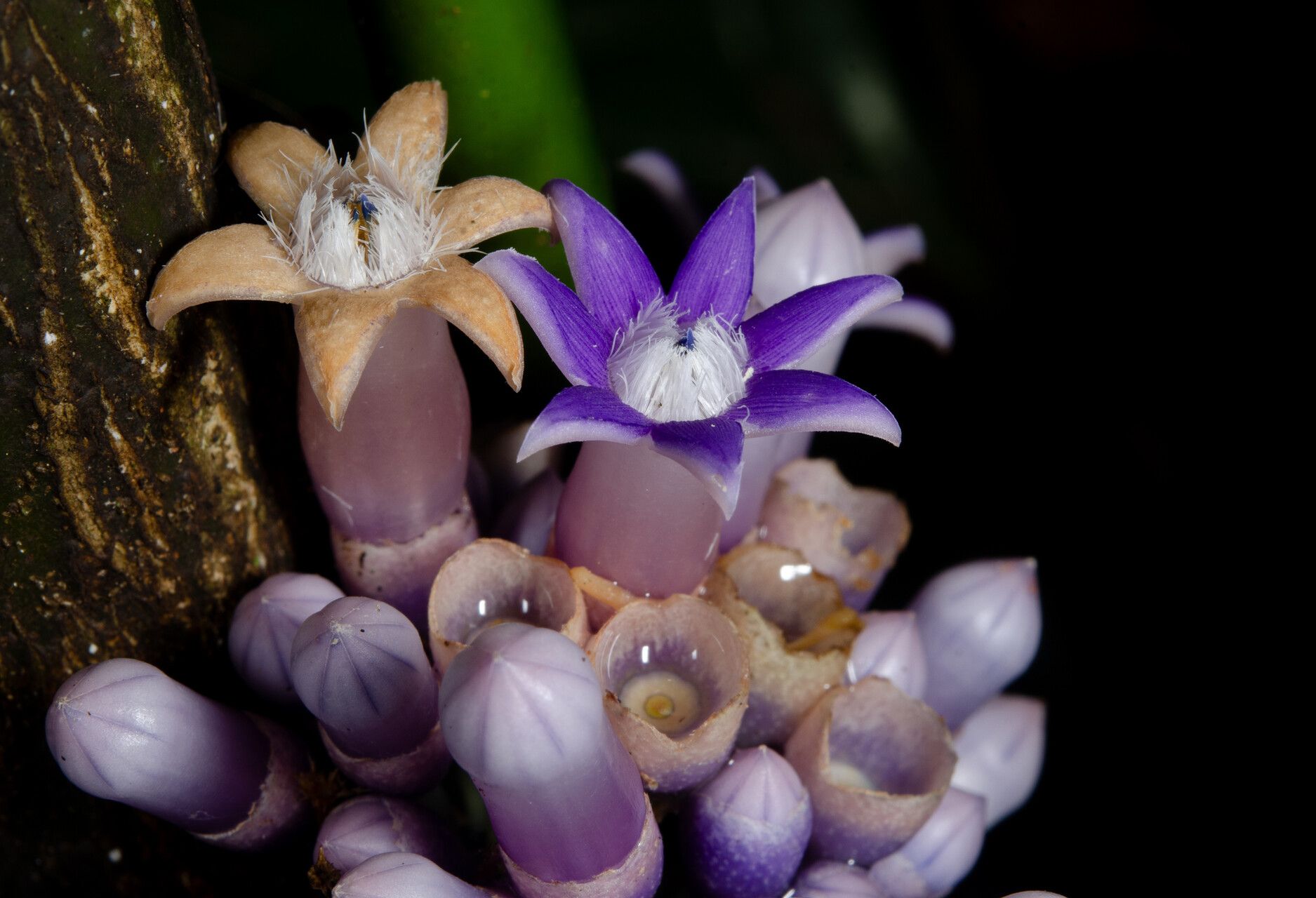 Pauridiantha cauliflora flower