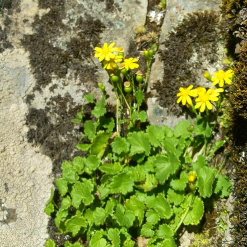 Cineraria geifolia flower