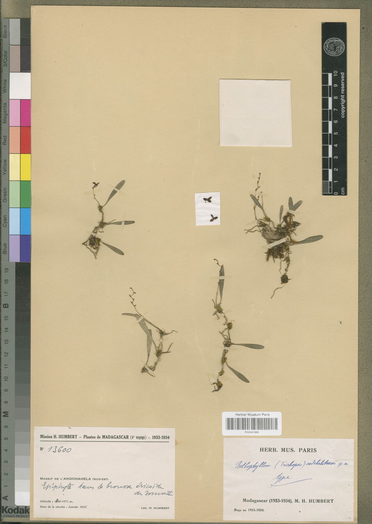 Bulbophyllum andohahelense — houseplant care guide