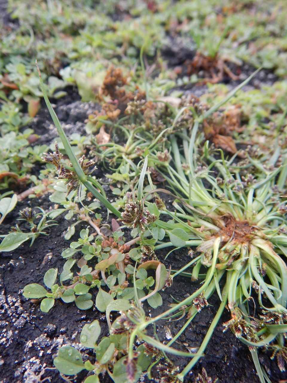 Crypsis aculeata flower