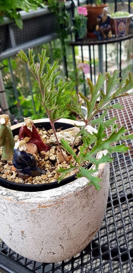 Pelargonium pulverulentum — houseplant care guide