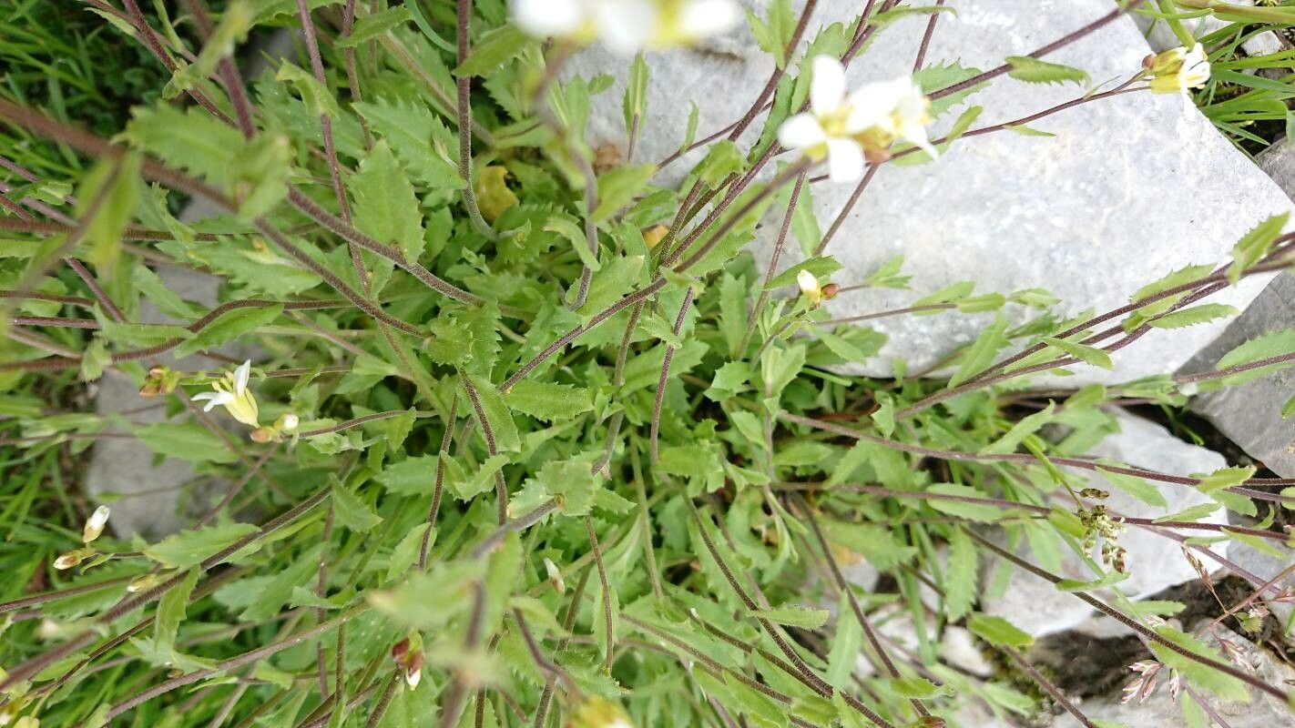 Arabis pumila — houseplant care guide