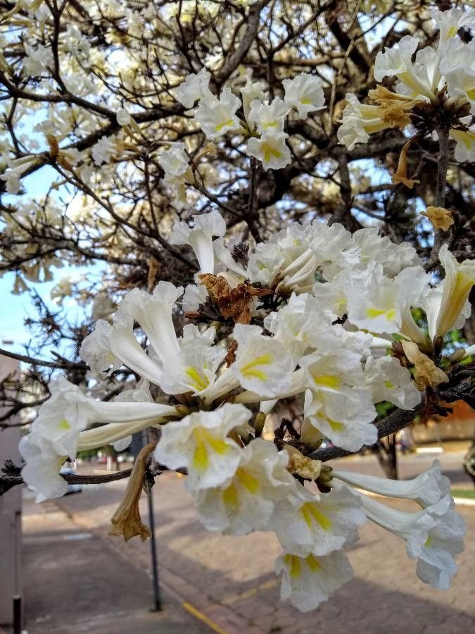 Tabebuia roseoalba flower