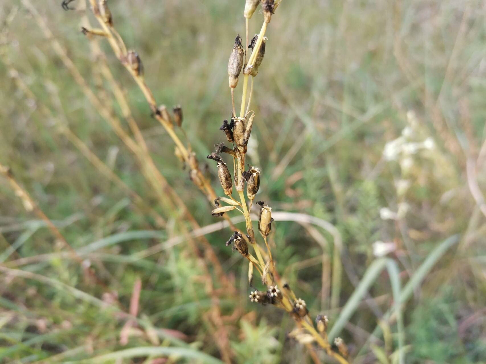 Silene tatarica fruit