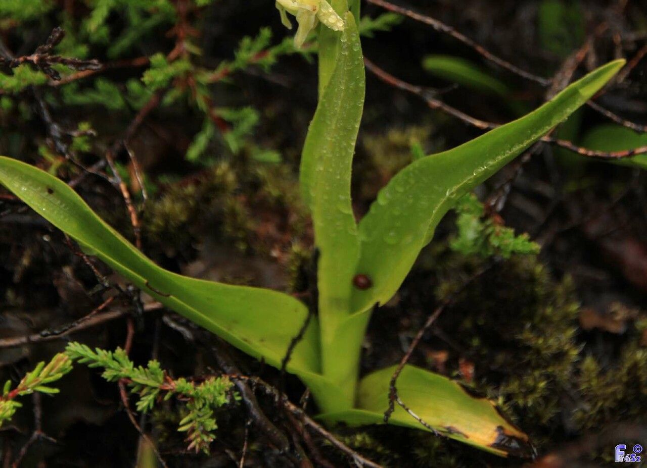 Platanthera hyperborea — search result for 'Iceland'