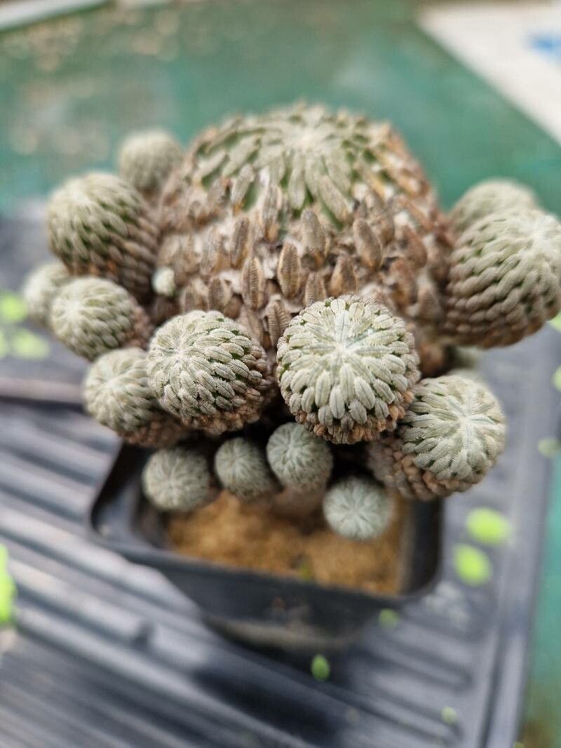 Pelecyphora aselliformis bark