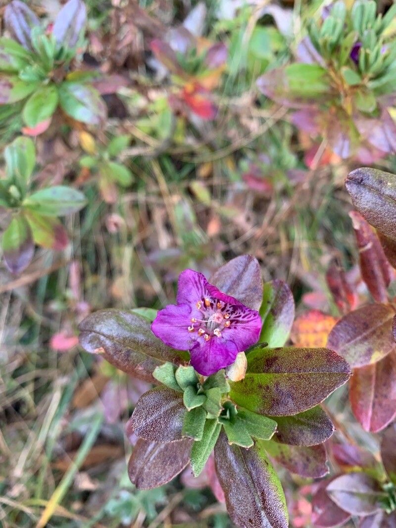 Rhododendron lepidotum flower