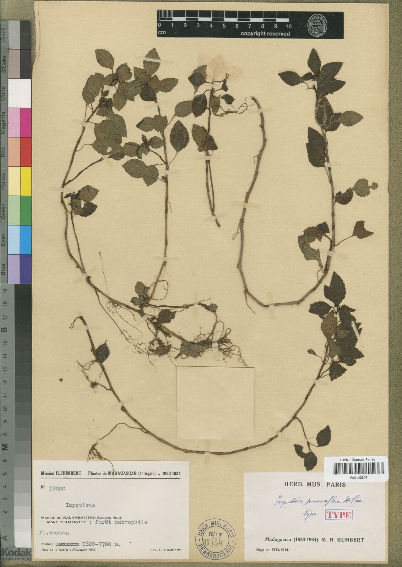 Impatiens prasiniflora — houseplant care guide
