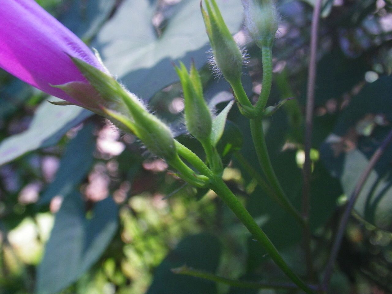 Ipomoea cordatotriloba flower